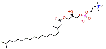 Homaxicholine A
